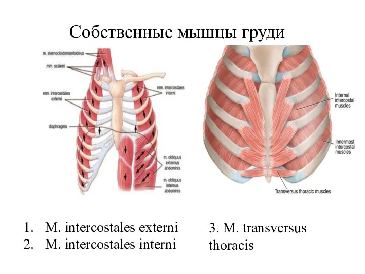 Собственные мышцы груди M. intercostales externi M. intercostales interni 3. M. transversus thoracis