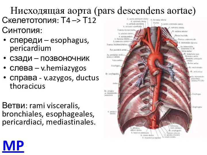 Нисходящая аорта (pars descendens aortae) Скелетотопия: Т4 –> Т12 Синтопия: