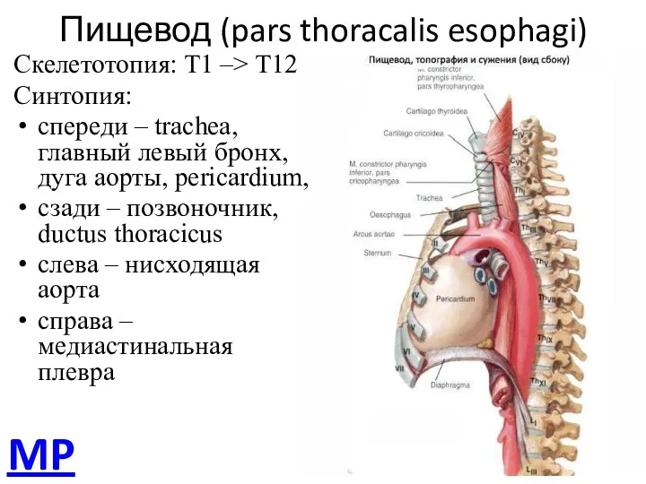 Пищевод (pars thoracalis esophagi) Скелетотопия: Т1 –> Т12 Синтопия: спереди