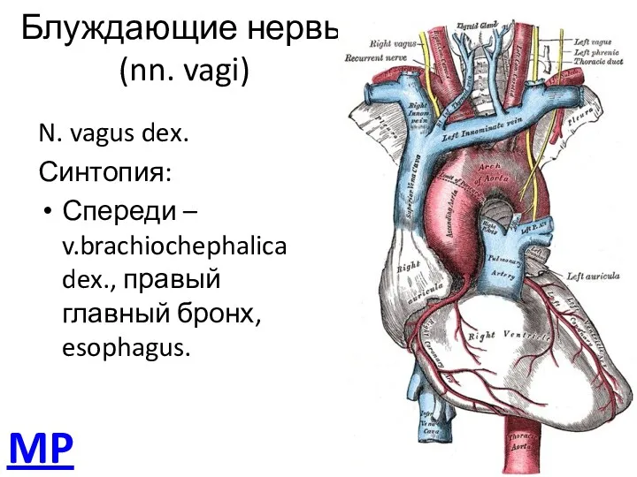 Блуждающие нервы (nn. vagi) N. vagus dex. Синтопия: Спереди –
