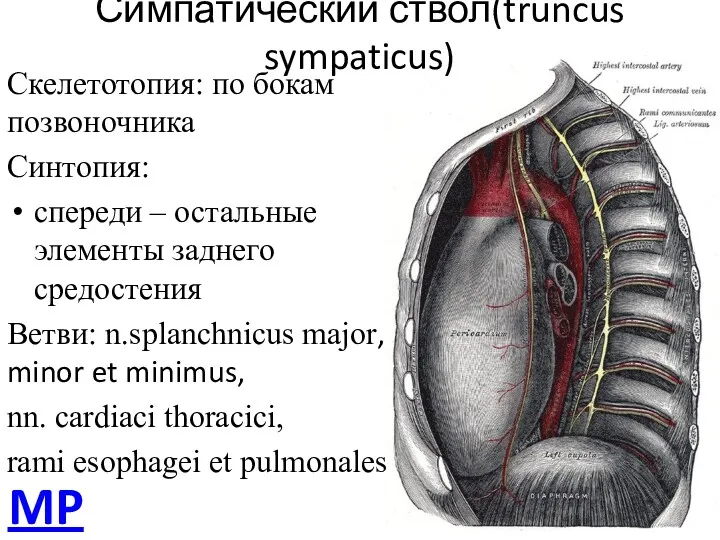 Симпатический ствол(truncus sympaticus) Скелетотопия: по бокам позвоночника Синтопия: спереди –