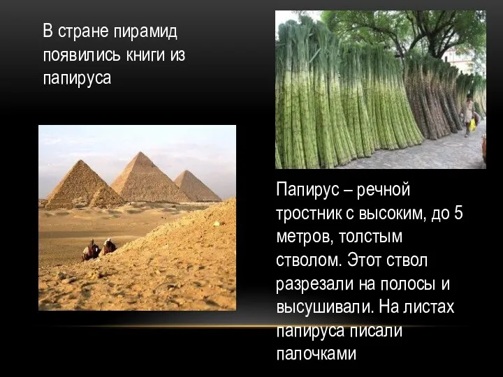 Папирус – речной тростник с высоким, до 5 метров, толстым