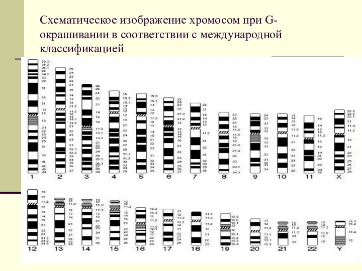 Схематическое изображение хромосом при G-окрашивании в соответствии с международной классификацией
