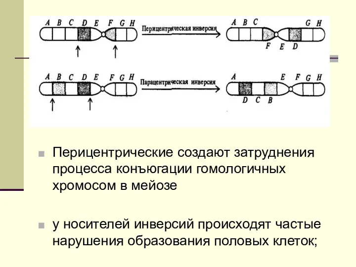 Перицентрические создают затруднения процесса конъюгации гомологичных хромосом в мейозе у