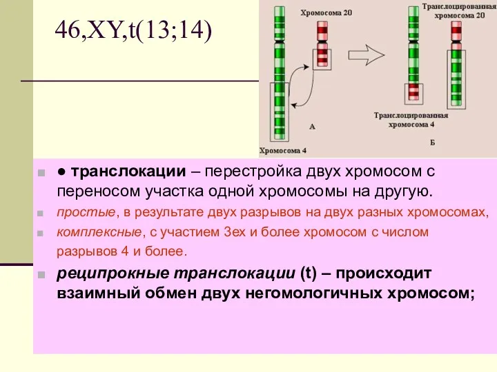 46,XY,t(13;14) ● транслокации – перестройка двух хромосом с переносом участка