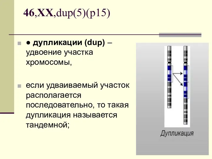 ● дупликации (dup) – удвоение участка хромосомы, если удваиваемый участок