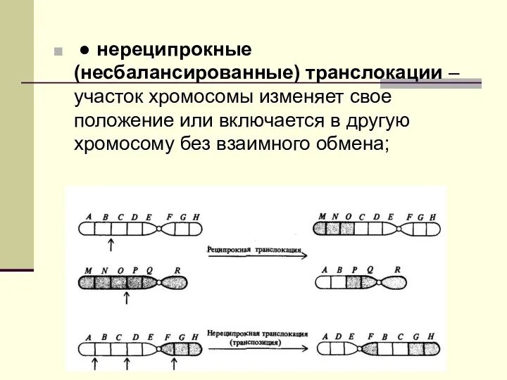 ● нереципрокные (несбалансированные) транслокации – участок хромосомы изменяет свое положение