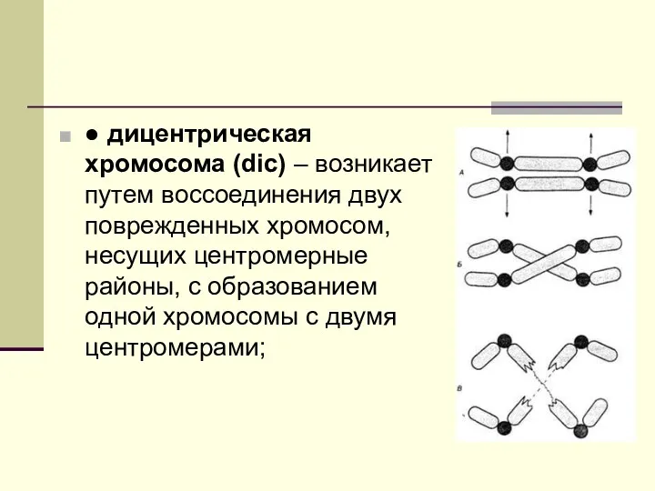 ● дицентрическая хромосома (dic) – возникает путем воссоединения двух поврежденных