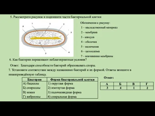 5. Рассмотрите рисунок и подпишите части бактериальной клетки Обозначения к