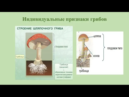 Индивидуальные признаки грибов
