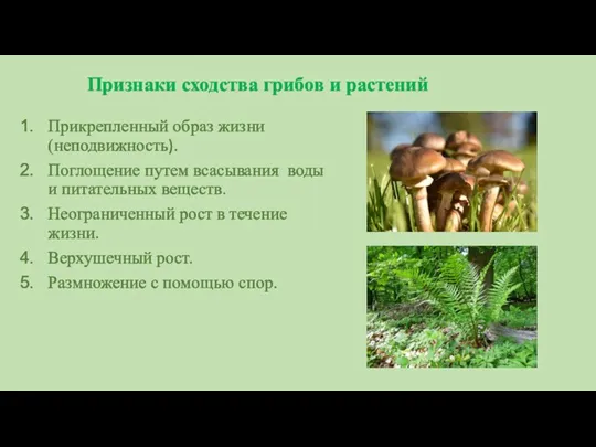 Признаки сходства грибов и растений Прикрепленный образ жизни (неподвижность). Поглощение