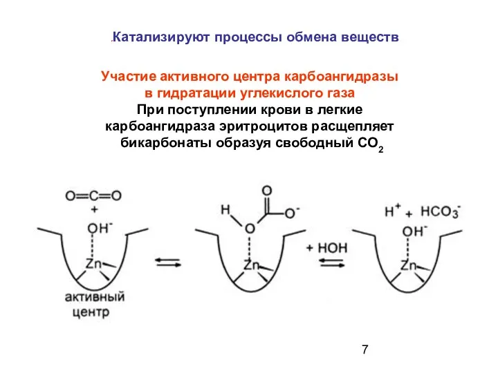 Участие активного центра карбоангидразы в гидратации углекислого газа При поступлении