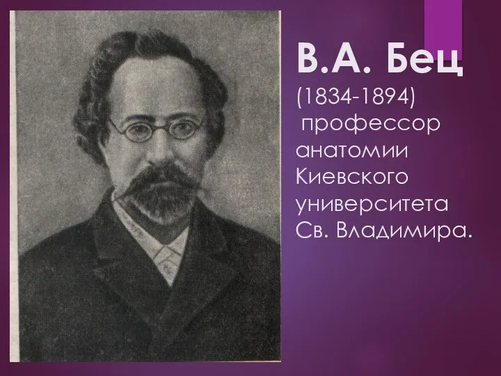 В.А. Бец (1834-1894) профессор анатомии Киевского университета Св. Владимира.