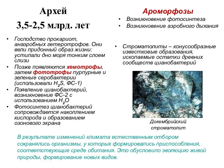 Архей 3,5-2,5 млрд. лет Строматолиты – конусообразные известковые образования, ископаемые