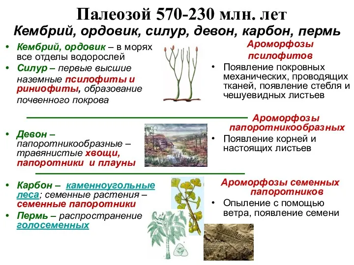 Палеозой 570-230 млн. лет Ароморфозы псилофитов Появление покровных механических, проводящих