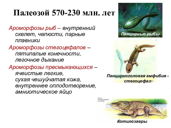 Палеозой 570-230 млн. лет Ароморфозы рыб – внутренний скелет, челюсти,