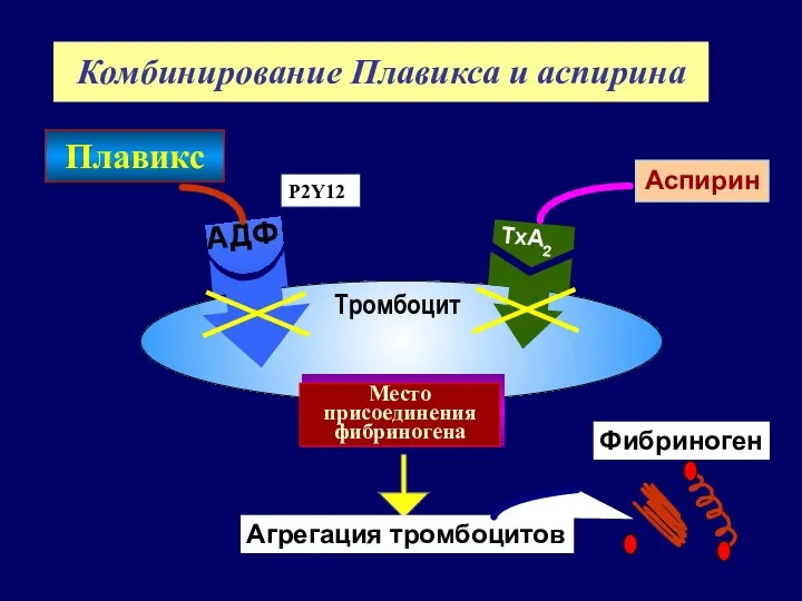 Комбинирование Плавикса и аспирина Агрегация тромбоцитов Фибриноген TxA2 Место присоединения фибриногена АДФ Тромбоцит Плавикс Аспирин P2Y12
