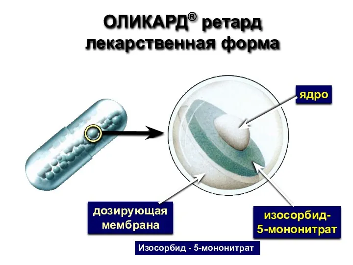 ОЛИКАРД® ретард лекарственная форма ядро изосорбид- 5-мононитрат дозирующая мембрана Изосорбид - 5-мононитрат