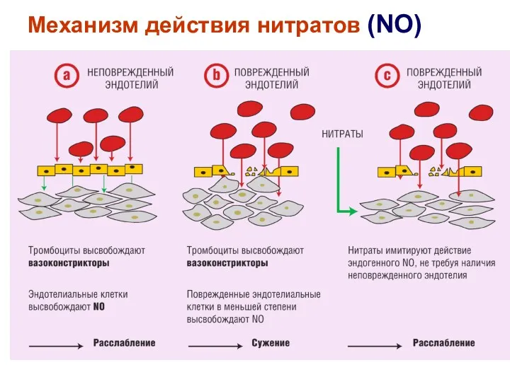 Механизм действия нитратов (NO)