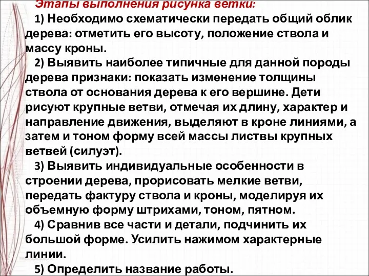 Этапы выполнения рисунка ветки: 1) Необходимо схематически передать общий облик