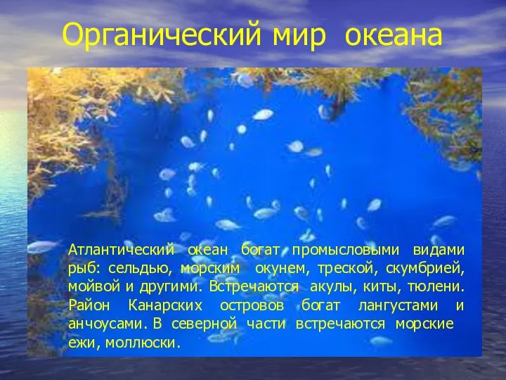 Органический мир океана Атлантический океан богат промысловыми видами рыб: сельдью,