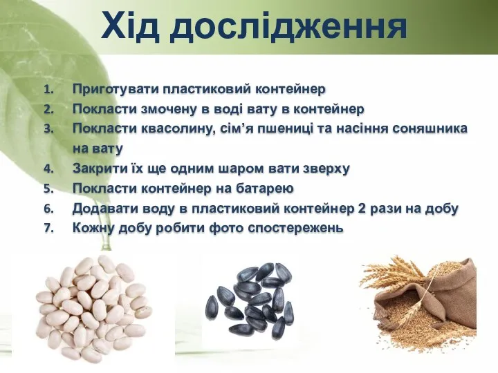 Хід дослідження Приготувати пластиковий контейнер Покласти змочену в воді вату