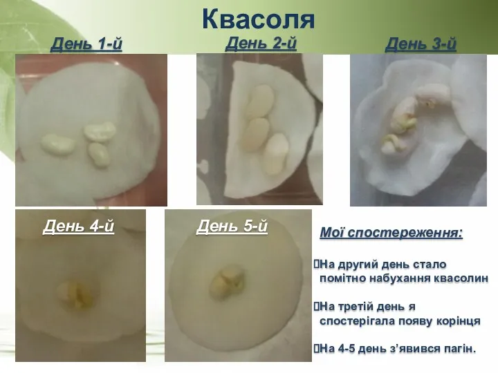 Квасоля День 1-й День 2-й День 3-й День 4-й День 5-й Мої спостереження: