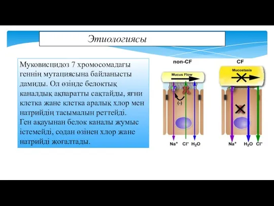 Этиологиясы Муковисцидоз 7 хромосомадағы геннің мутациясына байланысты дамиды. Ол өзінде