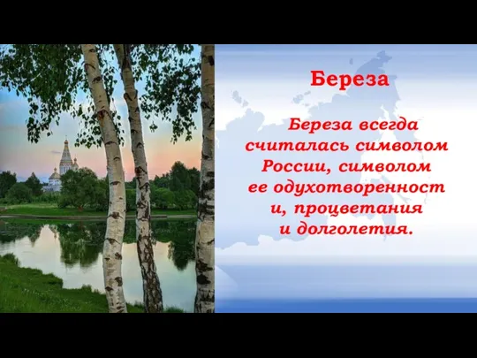 Береза всегда считалась символом России, символом ее одухотворенности, процветания и долголетия. Береза
