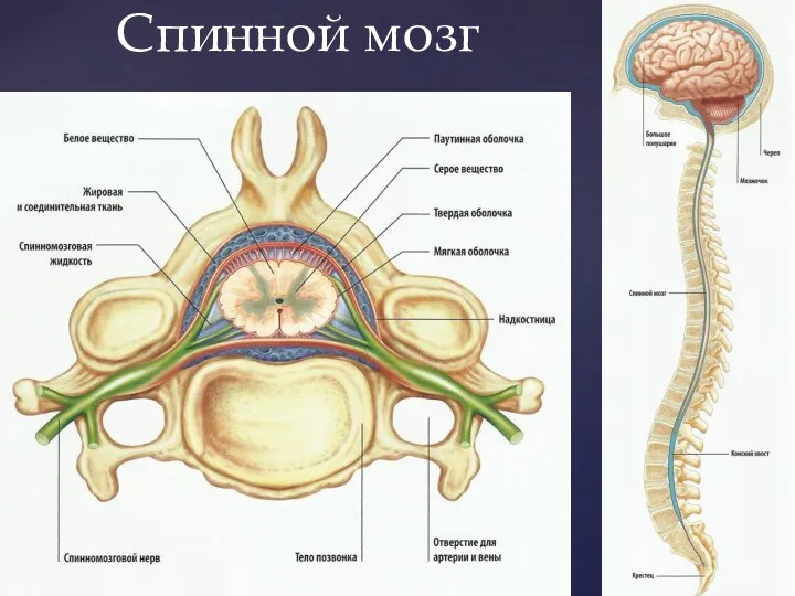 Спинной мозг