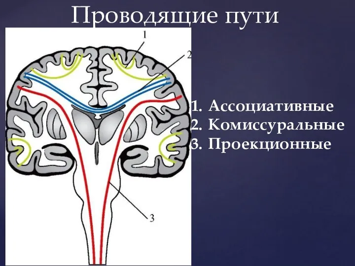 Проводящие пути Ассоциативные Комиссуральные Проекционные