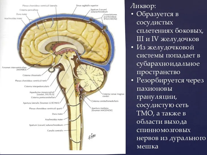 Ликвор: Образуется в сосудистых сплетениях боковых, III и IV желудочков