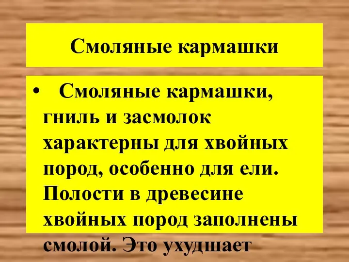 Смоляные кармашки Смоляные кармашки, гниль и засмолок характерны для хвойных пород, особенно для