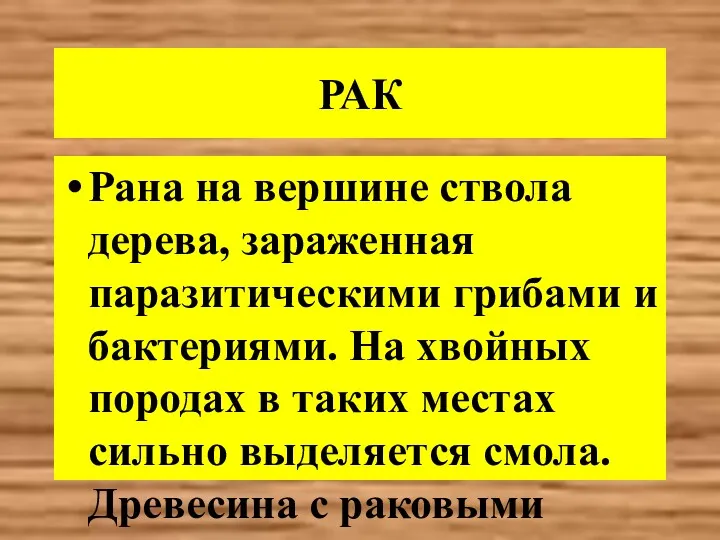 РАК Рана на вершине ствола дерева, зараженная паразитическими грибами и бактериями. На хвойных