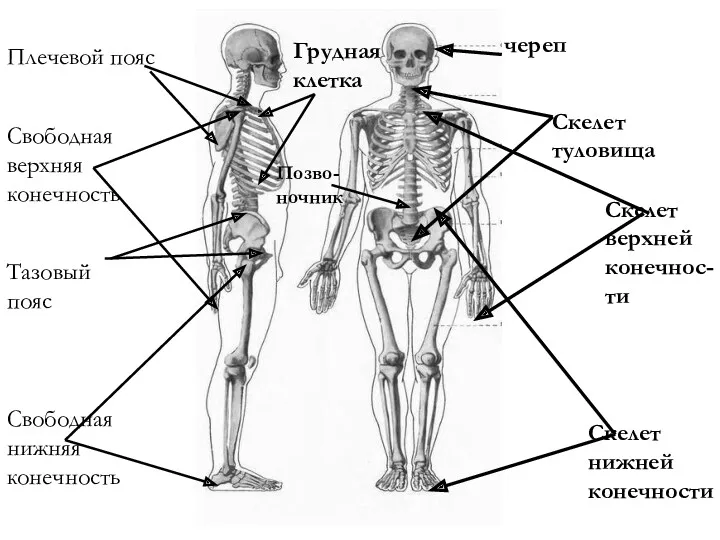 череп Скелет туловища Скелет верхней конечнос-ти Скелет нижней конечности Плечевой