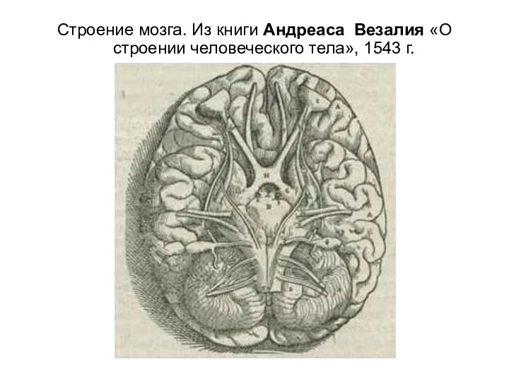 Строение мозга. Из книги Андреаса Везалия «О строении человеческого тела», 1543 г.