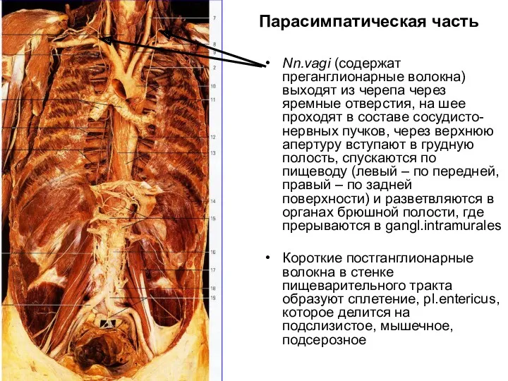 Парасимпатическая часть Nn.vagi (содержат преганглионарные волокна) выходят из черепа через яремные отверстия, на
