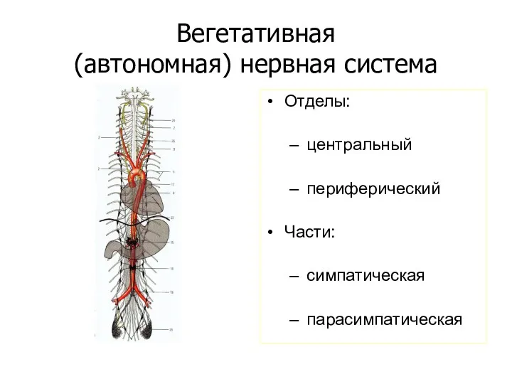 Вегетативная (автономная) нервная система Отделы: центральный периферический Части: симпатическая парасимпатическая