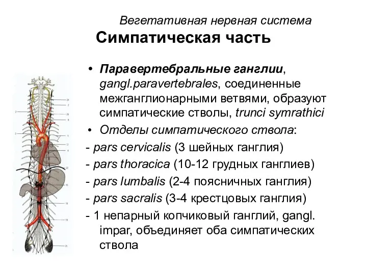 Вегетативная нервная система Симпатическая часть Паравертебральные ганглии, gangl.paravertebrales, соединенные межганглионарными ветвями, образуют симпатические
