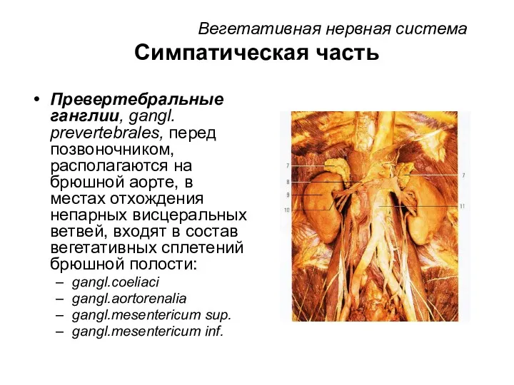 Вегетативная нервная система Симпатическая часть Превертебральные ганглии, gangl. prevertebrales, перед позвоночником, располагаются на