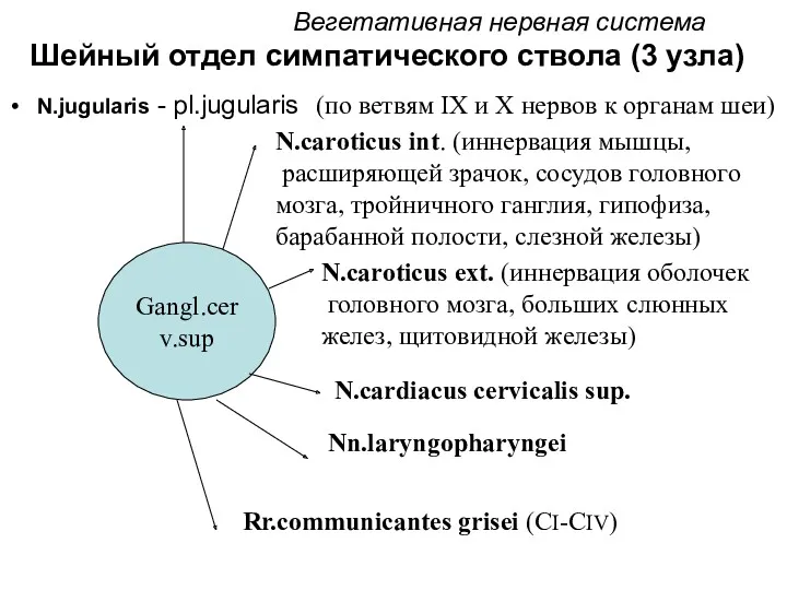 Вегетативная нервная система Шейный отдел симпатического ствола (3 узла) N.jugularis - pl.jugularis Gangl.cerv.sup