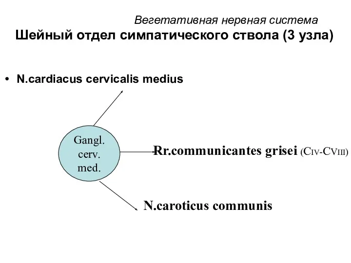 Вегетативная нервная система Шейный отдел симпатического ствола (3 узла) Gangl. cerv. med. Rr.communicantes