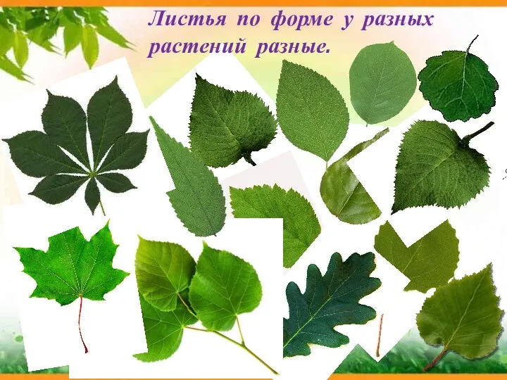 Листья по форме у разных растений разные.