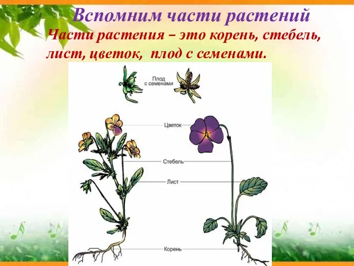 Вспомним части растений Части растения – это корень, стебель, лист, цветок, плод с семенами.