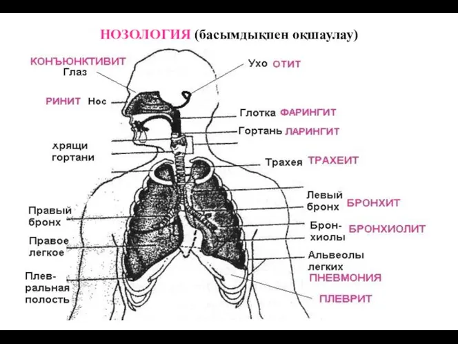 НОЗОЛОГИЯ (басымдықпен оқшаулау)