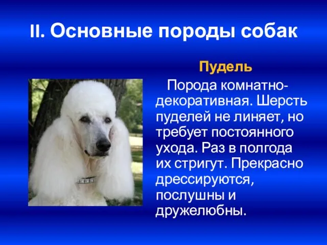 II. Основные породы собак Пудель Порода комнатно-декоративная. Шерсть пуделей не