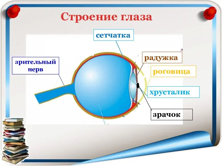 Строение глаза сетчатка радужка роговица хрусталик зрительный нерв зрачок