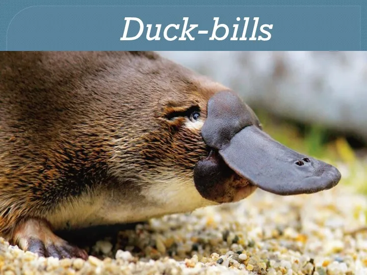 Duck-bills