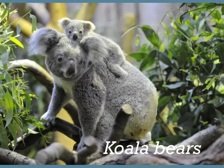 Koala bears