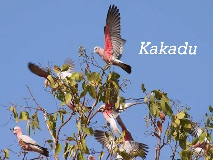 Kakadu